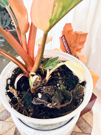 Philodendron Red Congo Variegated
