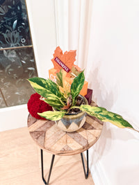 Philodendron Caramel Fire Tiger