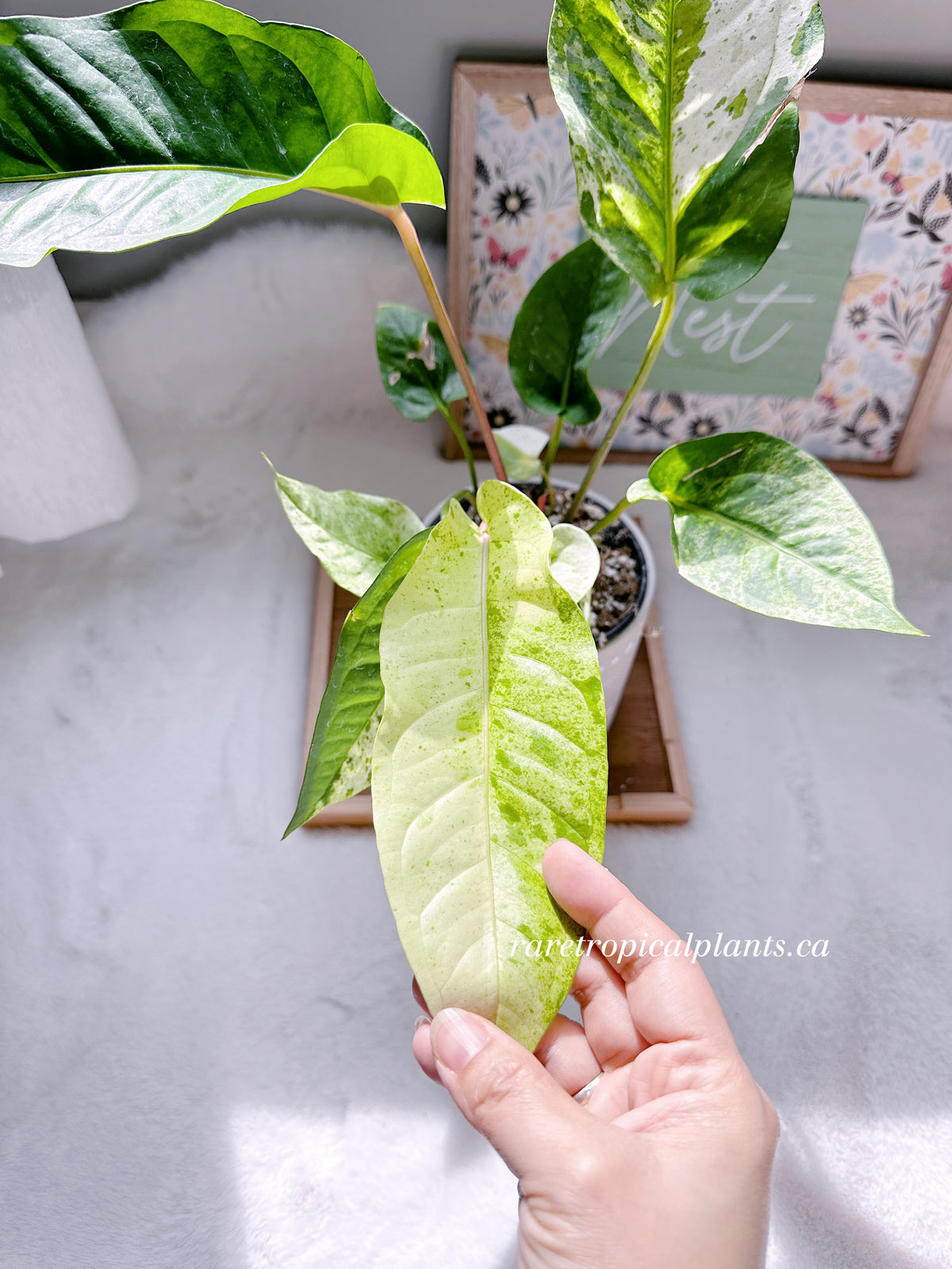 Anthurium Hookeri Variegated