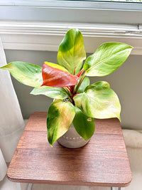 Philodendron Red Moon Variegated