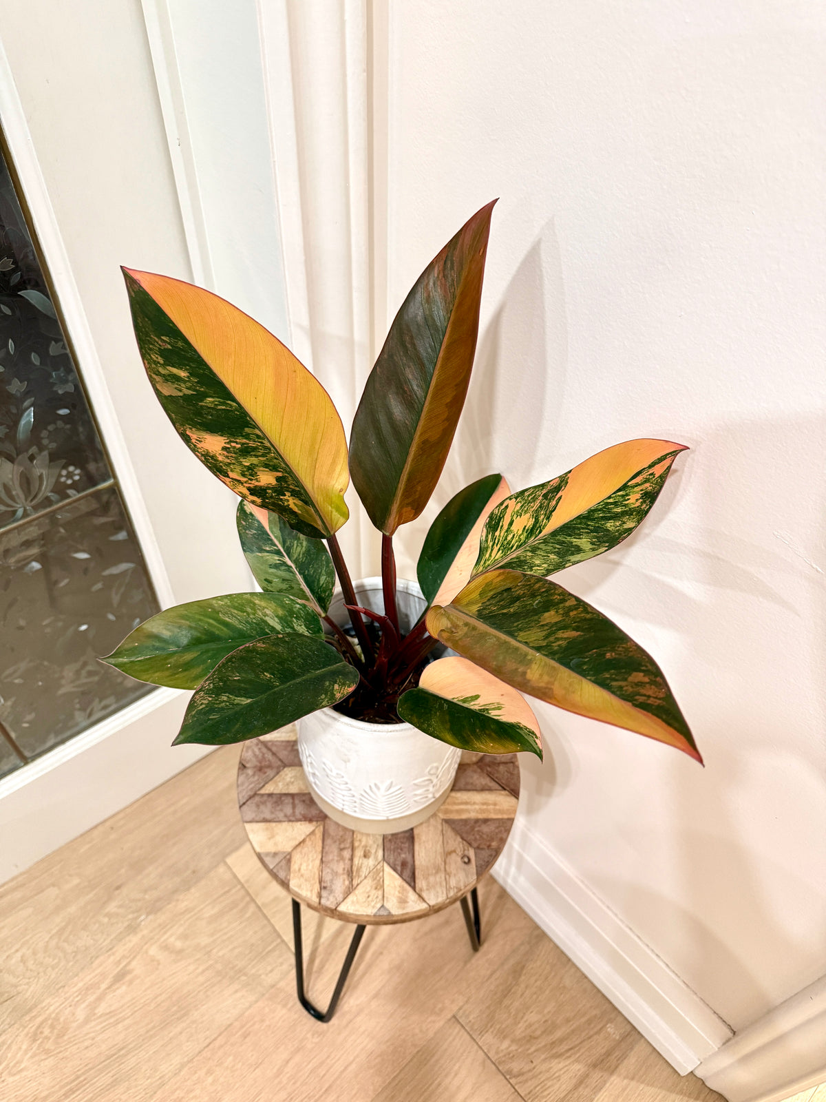 Philodendron Red Congo Variegated