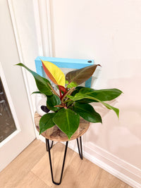 Philodendron Red Moon Variegated