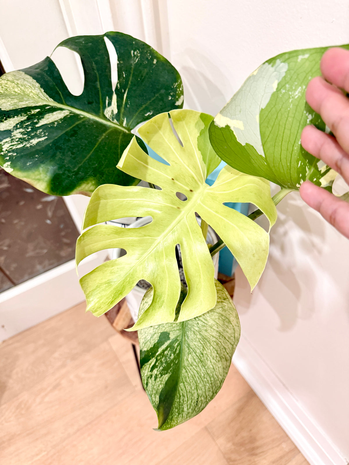 Monstera Deliciosa White Tear