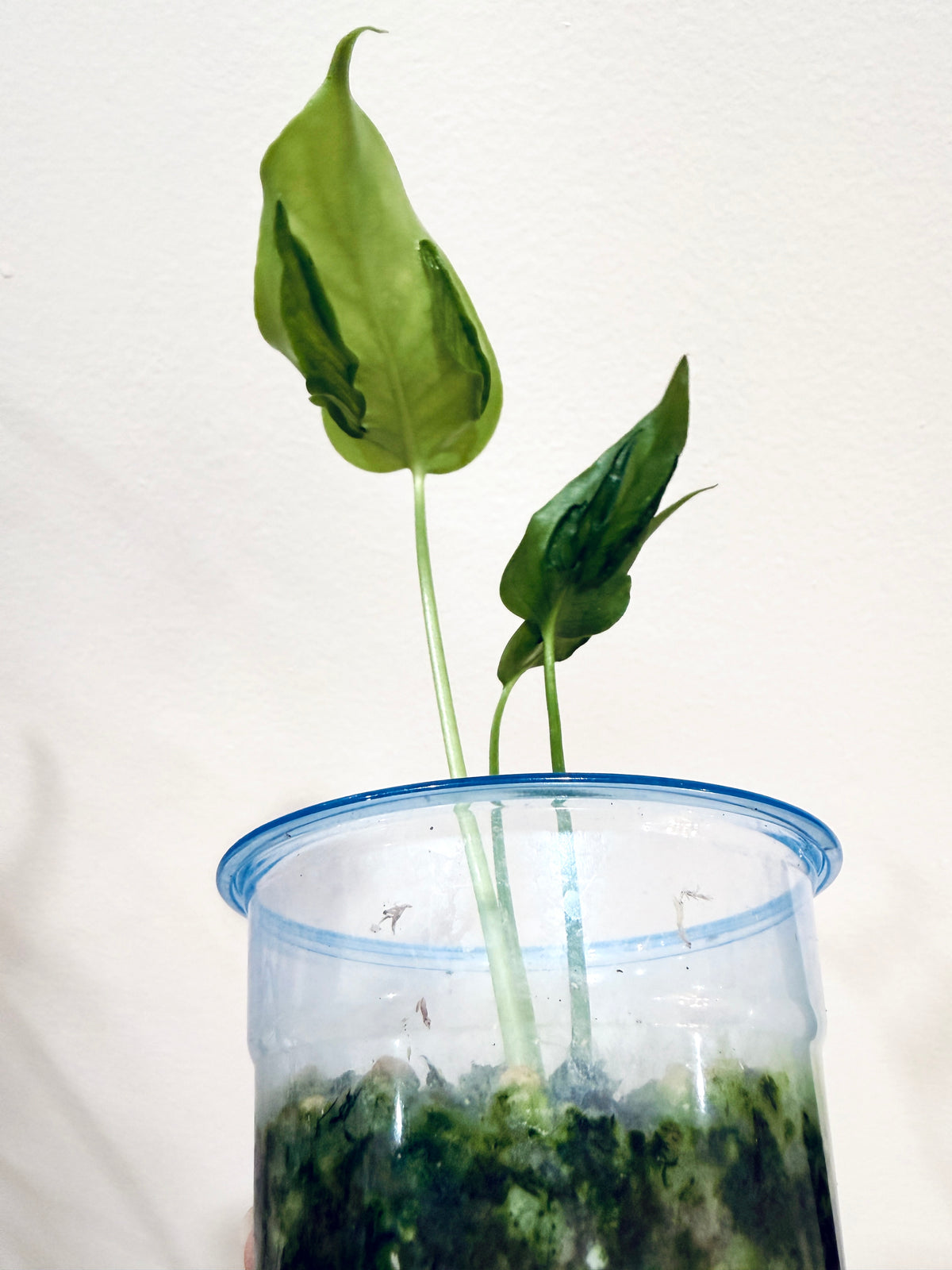 MONSTERA HURRICANE