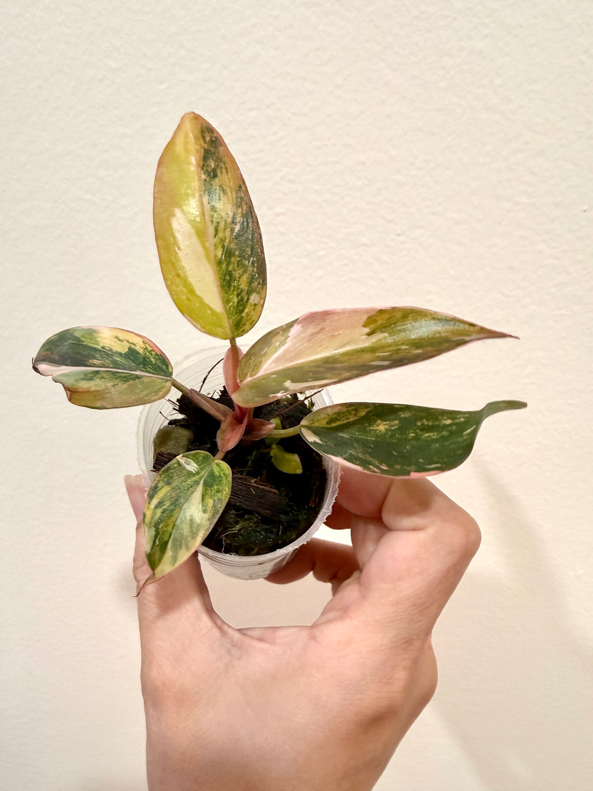Philodendron Princess Tricolour