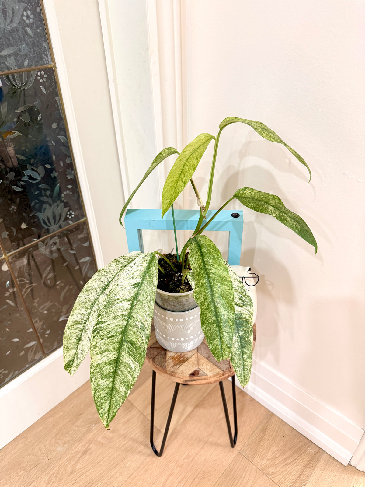 Rhaphidophora Gorilan Variegated
