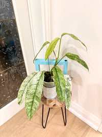 Rhaphidophora Gorilan Variegated