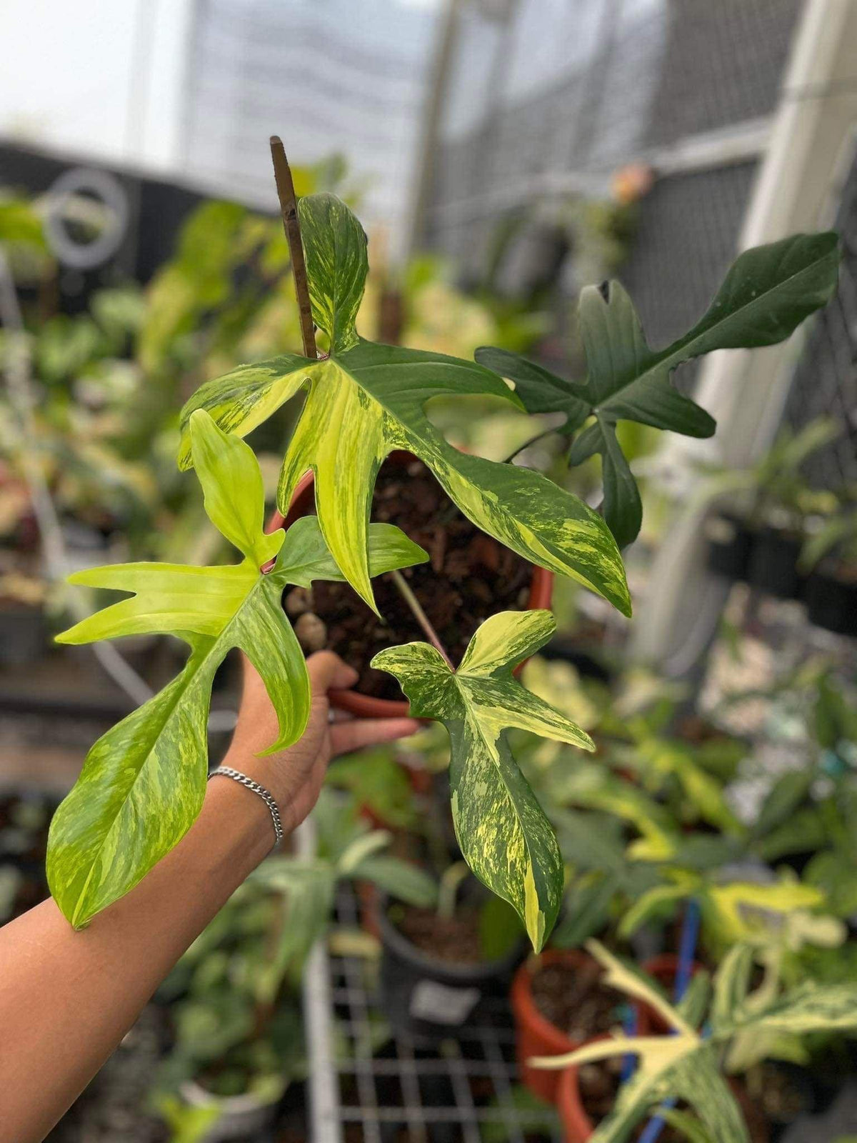 A wide variety of rare & abundant tropical plants at reasonable prices