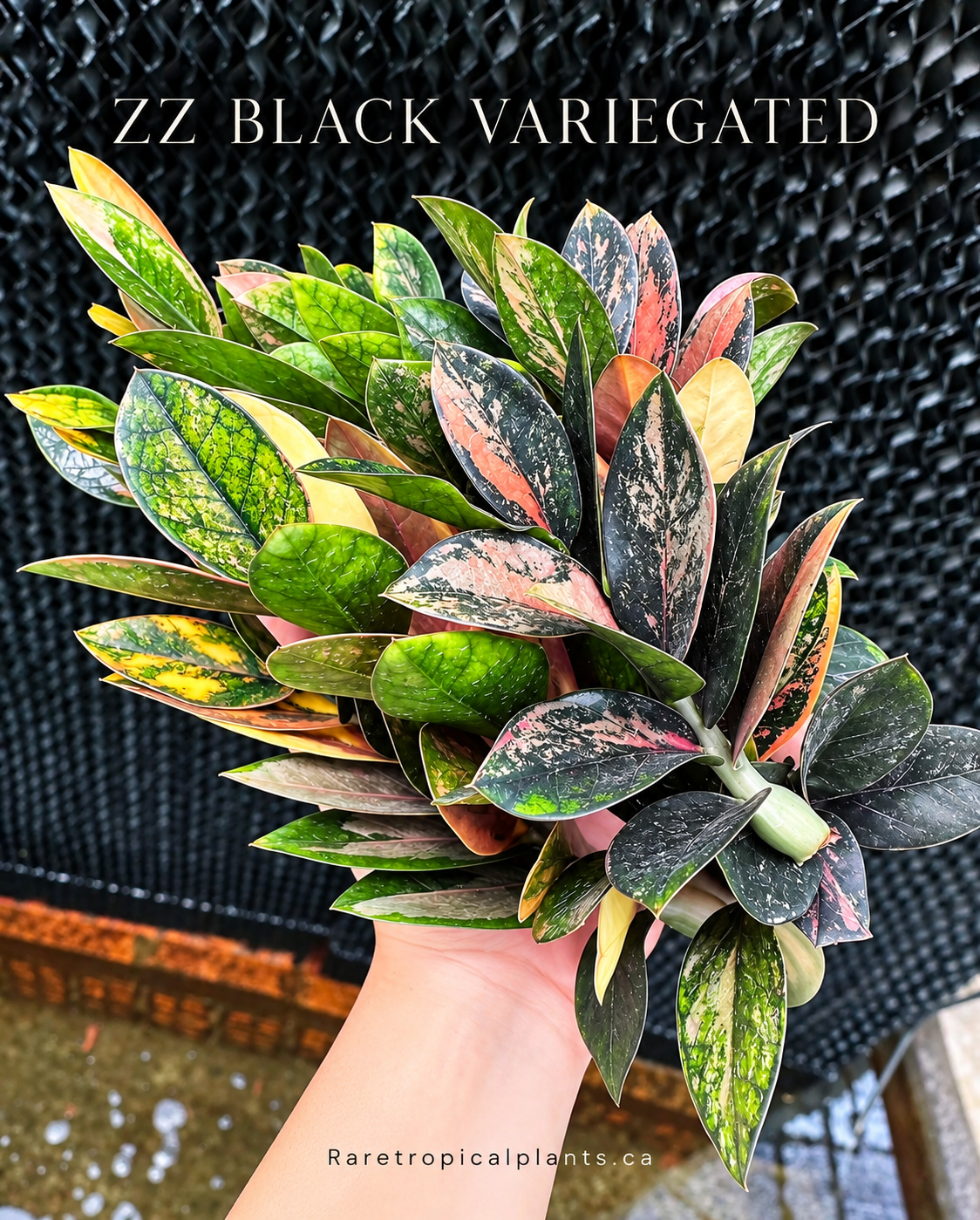 ZZ BLACK RAVEN VARIEGATED (Zamioculcas Zamiifolia Variegata)