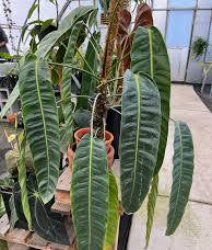 Philodendron Patriciae Variegated