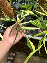 PHILODENDRON FLORIDA BEAUTY × POLYPODIOIDES VARIEGATED