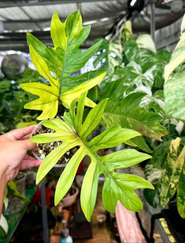 Philodendron Mayoi