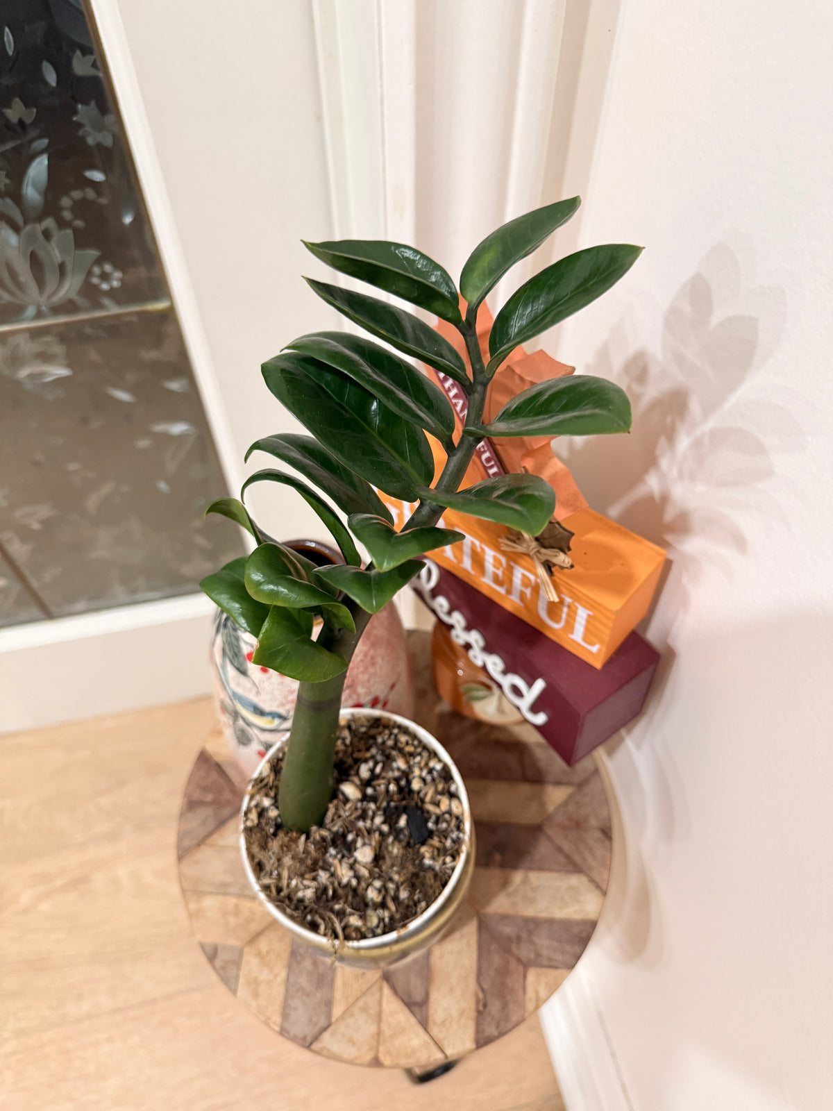 ZZ Dwarf Plant