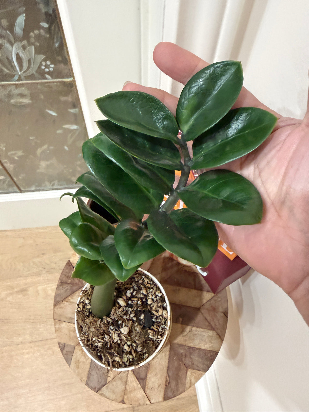 ZZ Dwarf Plant