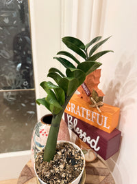 ZZ Dwarf Plant