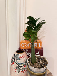 ZZ Dwarf Plant