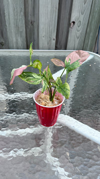 Syngonium Red Spot Tricolor