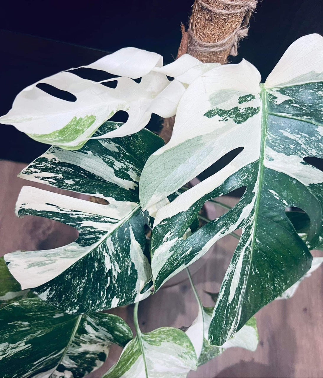 Alocasia Rare Tropical Plants Canada